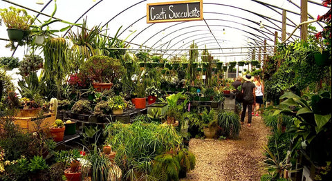 A Ross Farm greenhouse full of succulents and other plants