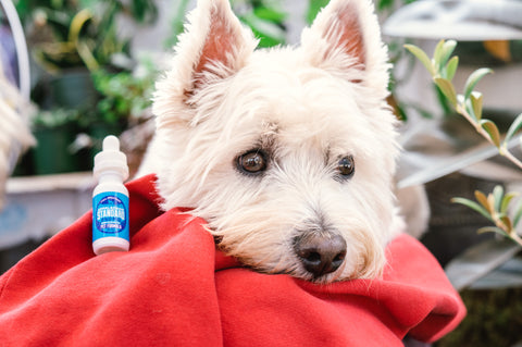 A white dog next to a bottle of Appalachian Standard's Pet Formula Full Spectrum CBD Tincture