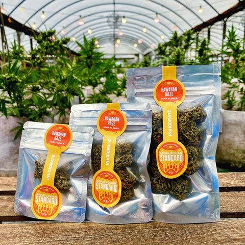 Hawaiian Haze Hemp Flower Buds in three different sizes shot in the greenhouse by Appalachian Standard.