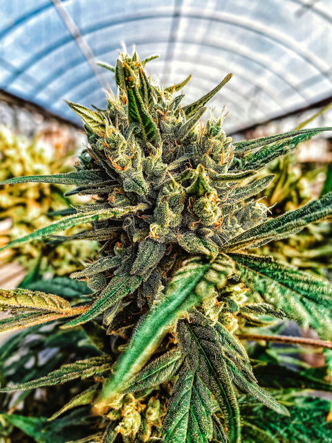 Close up photograph of the Lifter hemp flower growing in the greenhouse at Appalachian Standard.