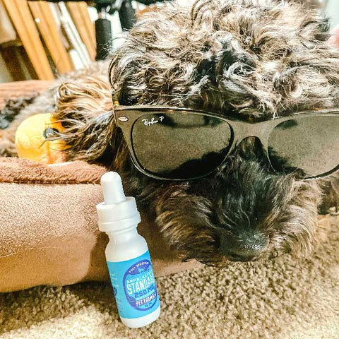 CBD Oil for Pets, dogs, cats, horses, and more!
