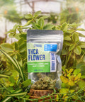 THCA Berry Blue Flower is a mylar bag with a label on a background of green plants with hemp flower in front.