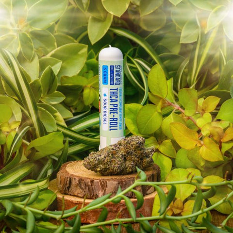 Tube of 'THCA PRE-ROLL' and THCA hemp flower buds on a wooden stump surrounded by green plants in the greenhouse in Asheville, NC.
