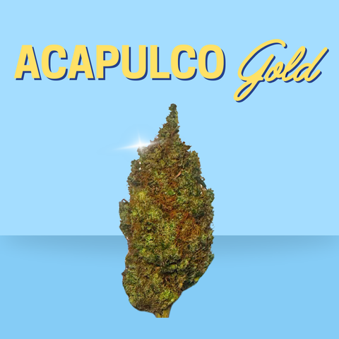 Acapulco Gold cannabis bud on a blue background with 'Acapulco Gold' text.