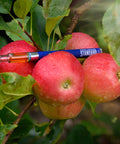 Appalachian Standard's Apple-achian CBD Vape placed on a dewy bushel of apples, surrounded by leaves, on an apple tree.