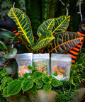 A photo of Appalachian Standards Ghoulish CBD Candy Bundle includes our Limited Edition BOOjee Bears CBD Gummies, Limited Edition Boujee Bears CBD Gummies, and Limited Edition Bouj Bites CBD Gummies. They are placed in a planting pot, surrounded by plants with witch legs coming out.