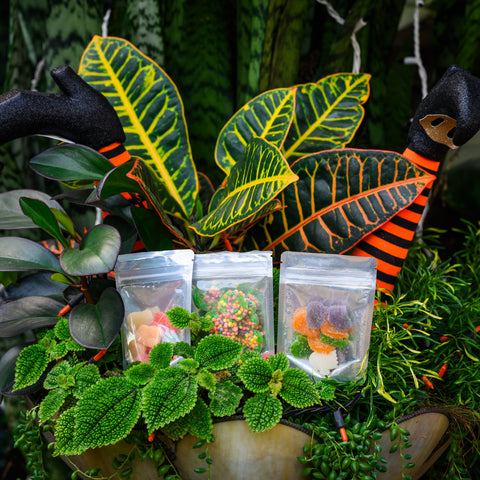 A photo of Appalachian Standards Ghoulish CBD Candy Bundle includes our Limited Edition BOOjee Bears CBD Gummies, Limited Edition Boujee Bears CBD Gummies, and Limited Edition Bouj Bites CBD Gummies. They are placed in a planting pot, surrounded by plants with witch legs coming out.