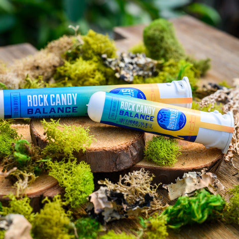 Rock Candy hemp pre-rolls in sustainable recycled ocean plastic tubes on wood and moss by Appalachian Standard