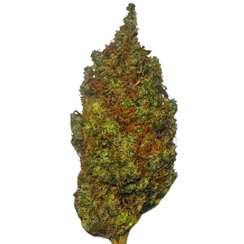 Acapulco Gold flower on a white background