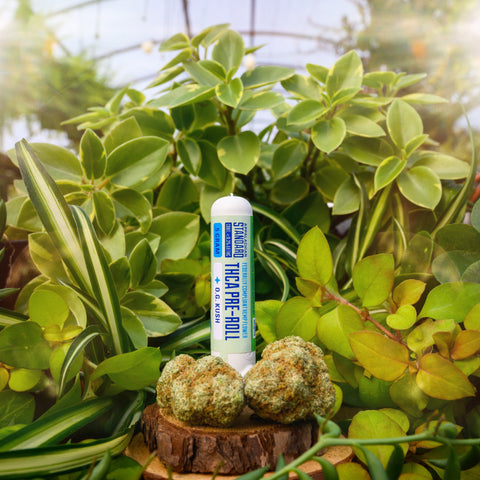 Appalachian Standard's OG Kush THCA pre-roll in front of beautiful green, lush plants in the greenhouse in Asheville, NC.