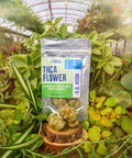Appalachian Standard's OG Kush THCA hemp flower in a mylar bag with hemp flower in front and lush greenhouse plants filling the background.