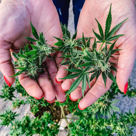 Two hands holding hemp flower