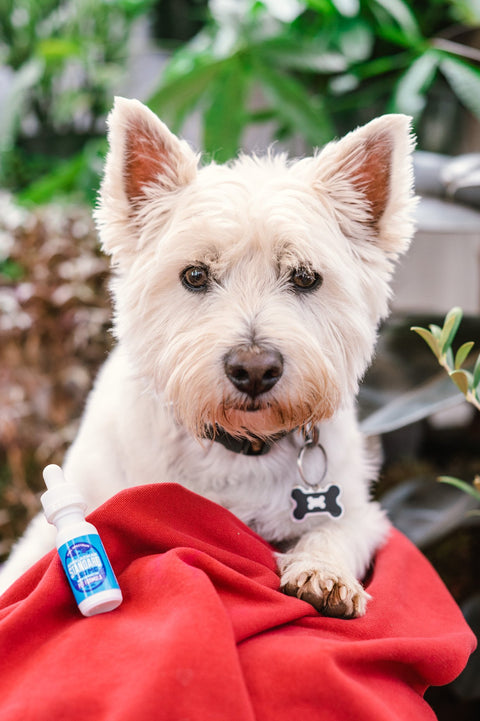 A 1 oz bottle of Appalachian Standard's Pet Formula Full Spectrum CBD Tincture next to a West Highland White Terrier on a red blanket