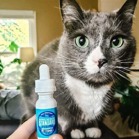 A white hand holds a 1 oz bottle of Appalachian Standard's Pet Formula Full Spectrum CBD Tincture next to a gray and white cat with green eyes