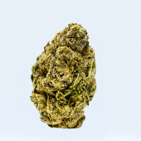 Close-up of a Appalachian Standard's Sugar Cane THCA hemp flower on a light blue background.